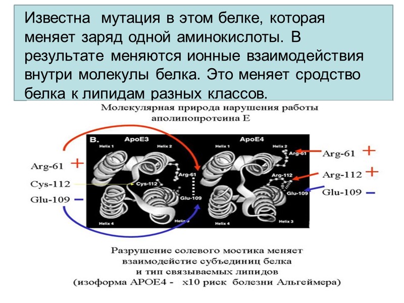 Известна  мутация в этом белке, которая меняет заряд одной аминокислоты. В результате меняются